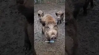 Something about Wild Boar