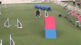Vekara Agility , Griffon belge , Manteli