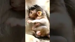 Baby monkey Britta focus with forage food, concentrate and pay attention.