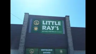 Little Ray's Nature Centre Visit