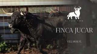 REPORTAJE EN LA FINCA JUCAR | Toros bravos en Villarreal