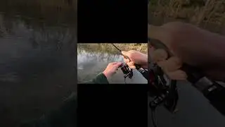 Une magnifique tanche au ma&iuml;s #fishing #leurre #carp #carpfishing #poisson #fish