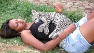 Sleeping Baby Leopard - Cheetah Experience Bloemfontein