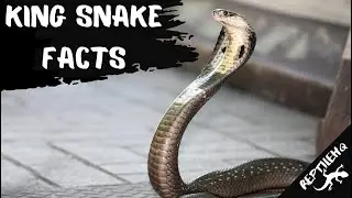 Did You Know These Facts About King Snakes?