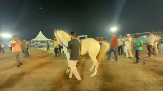 Horse show surat 2026 