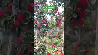 सेब की Hervesting #farming #indianfarmer #hightechfarming