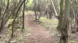 Walking through woods on Coppett Hill