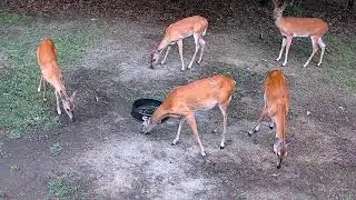 Daybreak to Nightfall Wild Deer Feeding in My Backyard