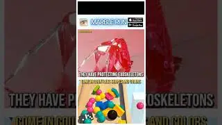 Marble Run Ultimate Race ASMR