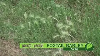 Weed of the Week #1033 Foxtail Barley (Air Date 1-21-18)
