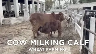 Traditional Cow Farming | Cow Milking, Calf Care & Wheat Crop | #villagelife #agriculturefarming