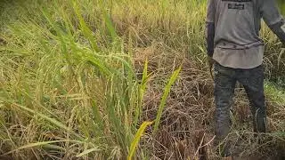 Satisfying Cut: Harvesting Grain by Hand in the Fields _FarmersLife _Shorts