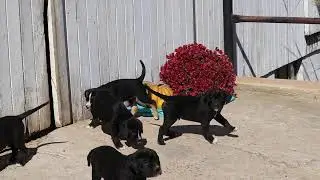 Boxador Puppies For Sale