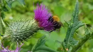Bombus hypnorum Talukimalane