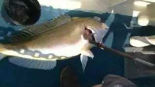 Golden Tile Fish Fishing 2 - May 20, 2010
