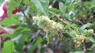 Slow Motion White-eared Hummingbird feeding in the rain in Costa Rica