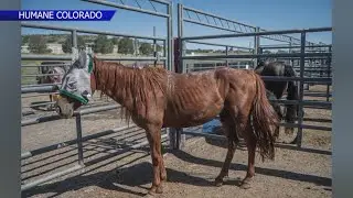 Over 70 neglected horses with &lsquo;years of trauma&rsquo; rescued from rural Colorado