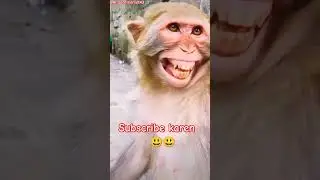 💖 बंदर कितना खुश हो रहा है 💖#trending #aligarh #video #hasi #shots #shortvideos #youtubeshorts #like