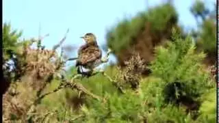 Meadow Pipits on The Stiperstones