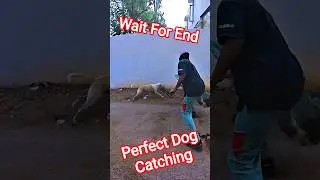 Sanu Street Dog Catching @DogWithPublicSafety #dog #sanu #ytshorts #pets #catch