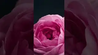 rose flower rising animation gif video