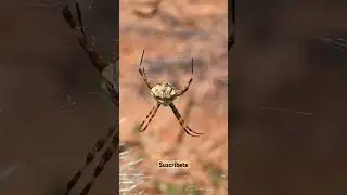 Ara&ntilde;a tigre (Argiope argentata) #faunaargentina #ara&ntilde;as #spider