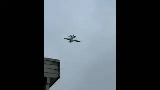 Acrobatic birds...