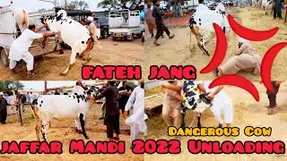 Dangerous Cow Unloading 2022 | Fateh jang | Jaffar Mandi 2022 | Athra Dand| Islamabad Cow Mandi 2022
