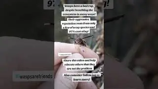 Wasps are NOT Aggressive?! #insects #insectbehavior #animals #nature #wasps