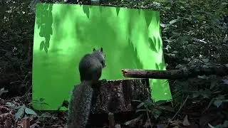 Green screen squirrel. #squirrel  #movie  #greenscreen