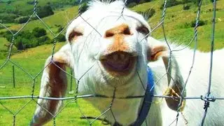 Funny Goats 2017 🐑 🐐 GOATS Making Funny Sounds and Noises [Funny Pets]