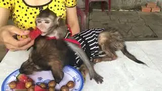 Monkey boy and poodle yogether eat mother fruit leeches