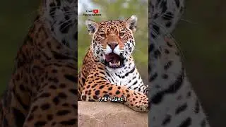 Jaguar 🐆 Interesting Facts