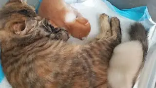 Кошки и котята &mdash; 773, 766, 675, 601, 518, 417, 400, 352, 276, 161, 123, 23, 183, 117, 15d