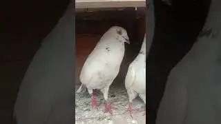 andhara pigeon