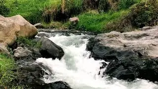 Comforting Tropical Forest River White Noise | For Focus & Inner Peace