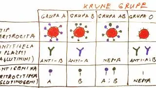 KRVNE GRUPE - ABO SISTEM, Rh FAKTOR, KOMPATIBILNOST, Rh NEGATIVNE MAJKE U TRUDNOĆI
