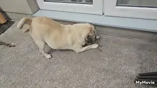 Kingsley the pug and Penny the Labrador enjoyed their dog treats 
