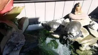 Levitating Turtle