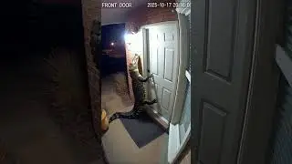 Corocodile Ringing a Door Bell it&rsquo;s Unbelievable | #ring #cctv #animals #funny #shorts