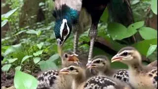 Flights of fancy: the most colorful and exotic birds on the planet, with Flights of fancy sound.
