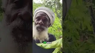 😲77yo Rastafarian reveals SECRET to his perfect HEALTH🍈 [FULL VIDEO in description] (#Noni)