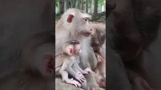 Love JACEE baby monkey HC 2
