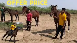 marwadi baby horse mare and English horses | guilded horse thoro bred ghodiya