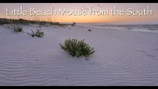 Little Beach Mouse from the South (Trailer)