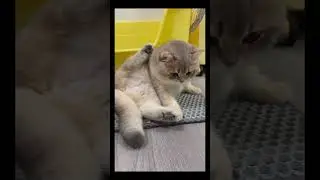 Mid-Groom Memory Loss#cat #fyp #cutecat #kitten #meow