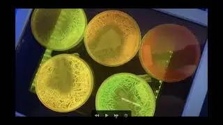 Biomimicry for a Circular Materials Economy