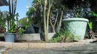 Where's Lizard?(Relaxing Music)