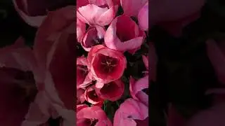 Турция, Стамбул, апрель, фестиваль тюльпанов