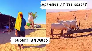 Camel Safari | Bedouin Breakfast | Wildlife Drive  | Travel Vlog | Platinum Heritage